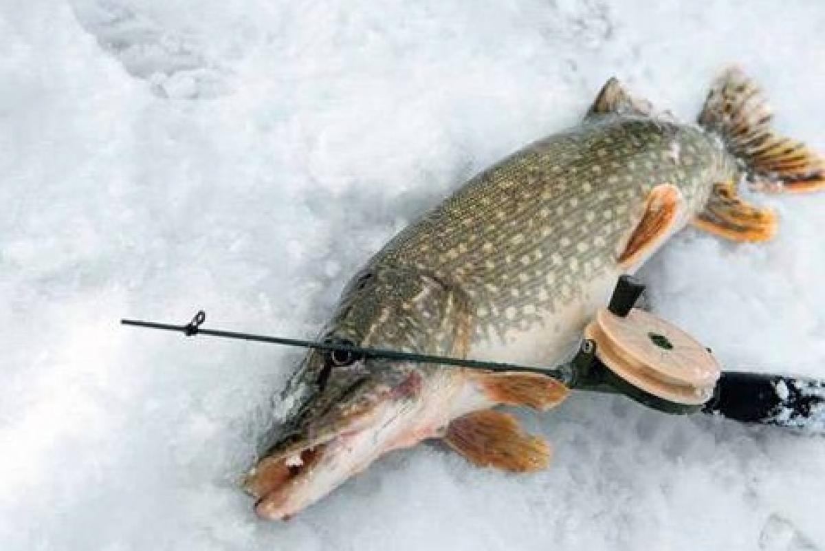 Зимние рыбалка 20 20. Зимняя рыбалка на щуку. Вертушка для зимней рыбалки. Рыбалка на щуку зимой. Зимняя рыбалка на щуку на блесну.