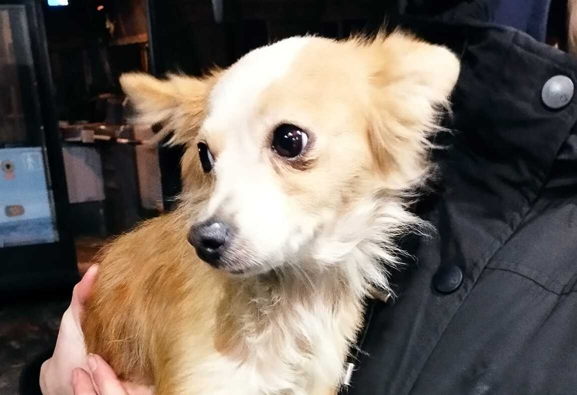 Ксолоитцкуинтли и басенджи. Шерсть собаки. Собаки без запаха и линьки. Ксолоитцкуинтли (мексиканская голая собака) - щенки. Тибетский терьер.