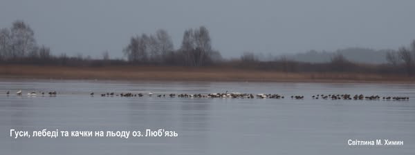 Вперше на зимівлю у нацпарку на Волині залишились гуси білолобі