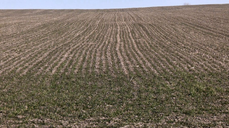 Як морози та снігопади вплинули на стан озимих культур на Волині