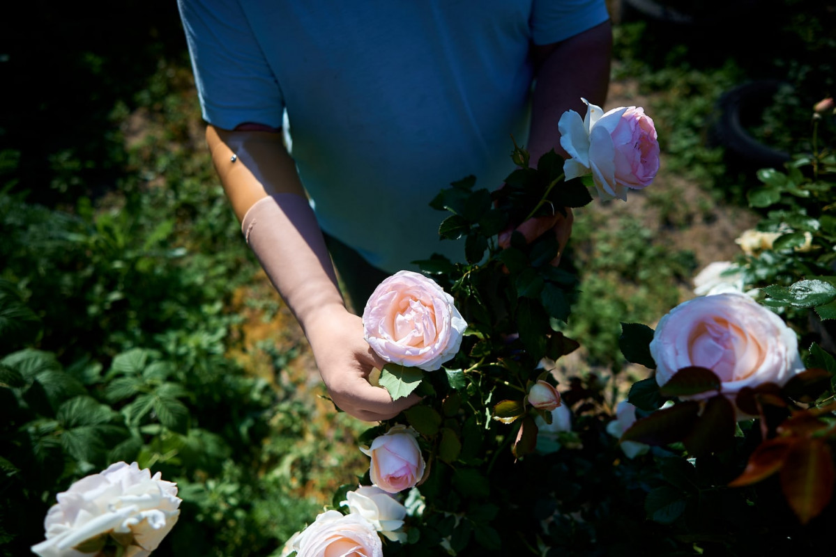 На Волині ветеран висаджує троянди в пам’ять про загиблу на війні ...