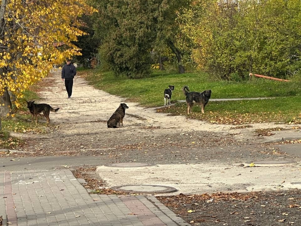 У Луцьку на людину напала зграя собак