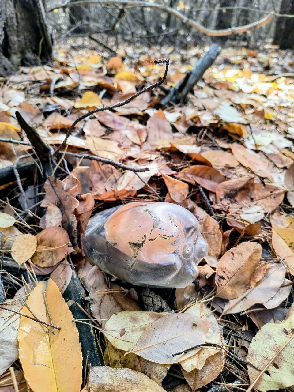 Білий гриб виріс усередині пластикової пляшки