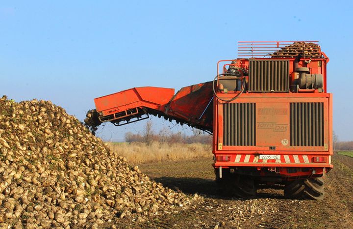 На Волині завершено збирання цукрових буряків