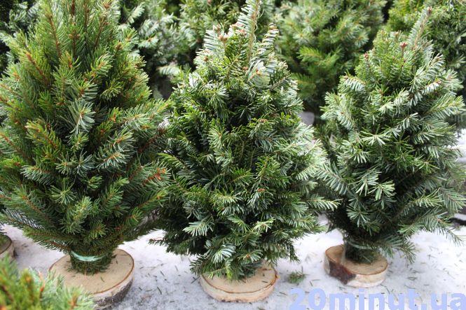 У Володимирі перевірили законність продажу новорічних ялинок