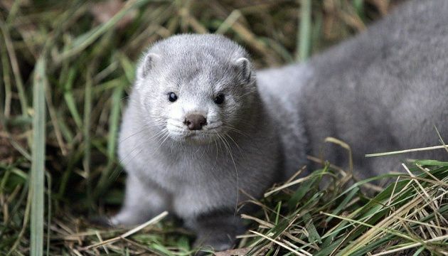 У Польщі впровадили заборону розведення тварин для хутра: що відомо