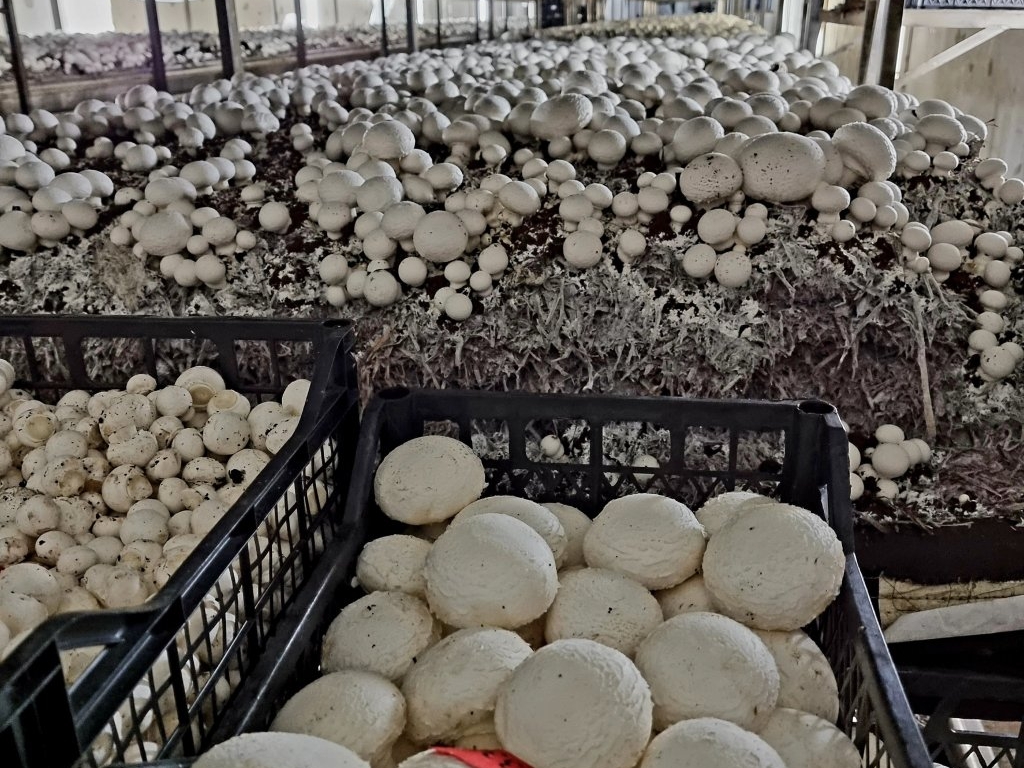 Неподалік Луцька побудують грибну ферму
