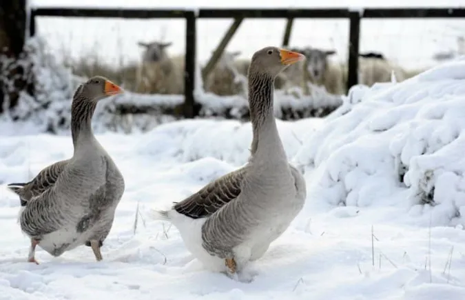 Невідомий хижак нападає на собак та свійську птицю у селі на Волині