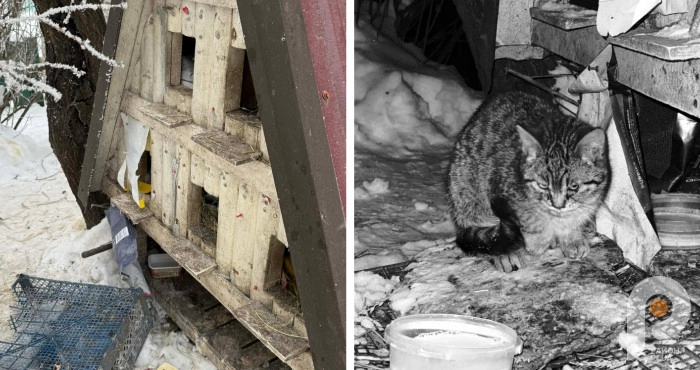 Кошеня замерзло на смерть: у Рожищі пошкодили будиночок для безпритульних котів