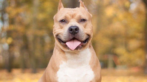 У волинянина забрали собаку: що сталося