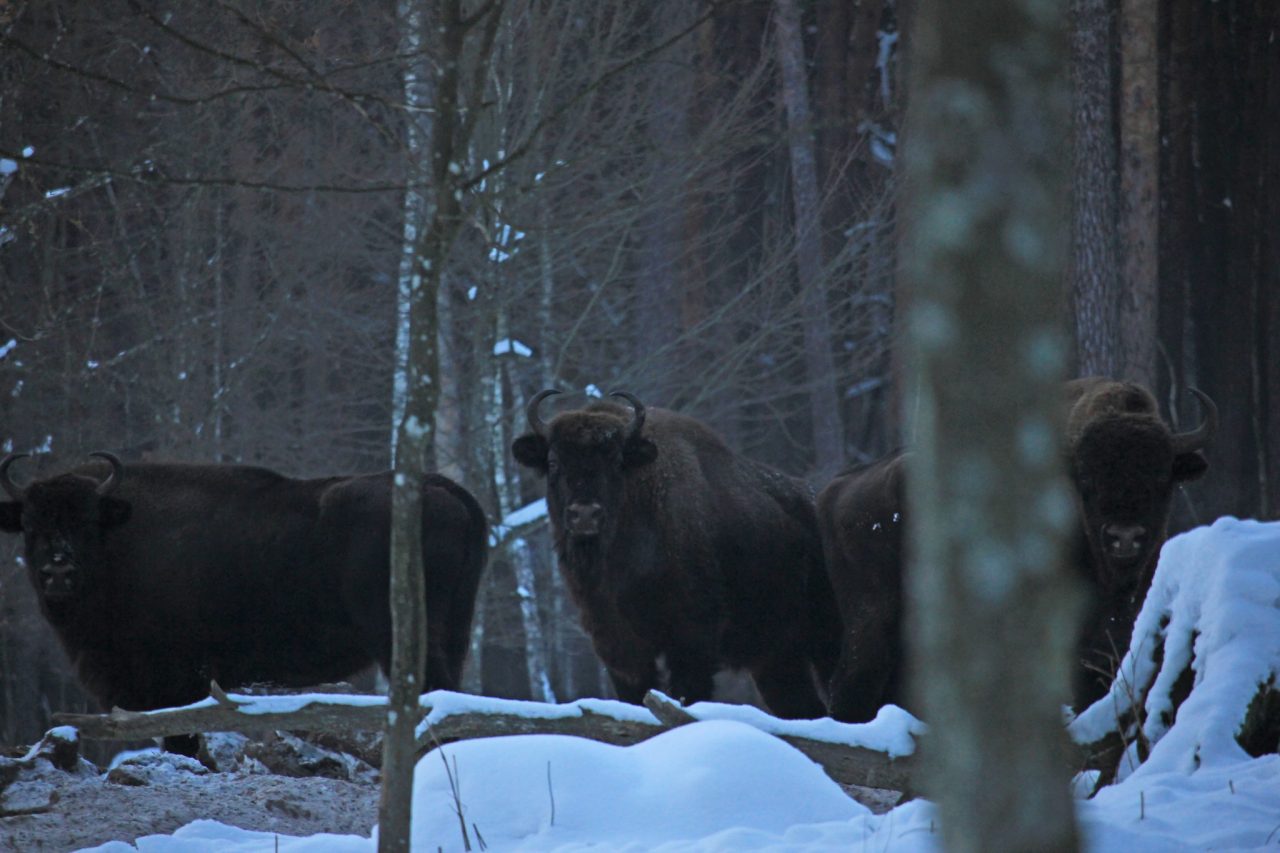 У нацпарку на Волині зафіксували два стада зубрів
